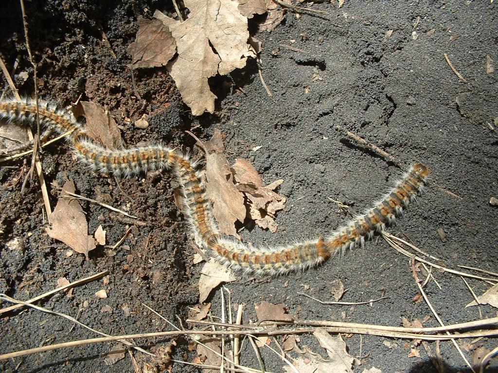 Processionaria del pino.....Thaumetopoea pityocampa (TN)